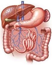 gastrointestinální trakt